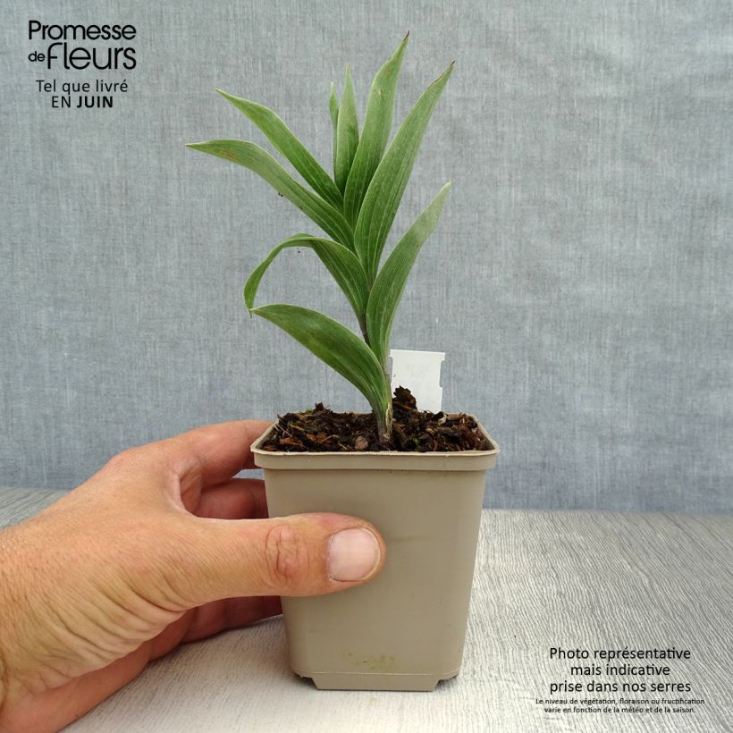 Esemplare di Smilacina racemosa Vasetto da 8/9 cm consegnato in estate