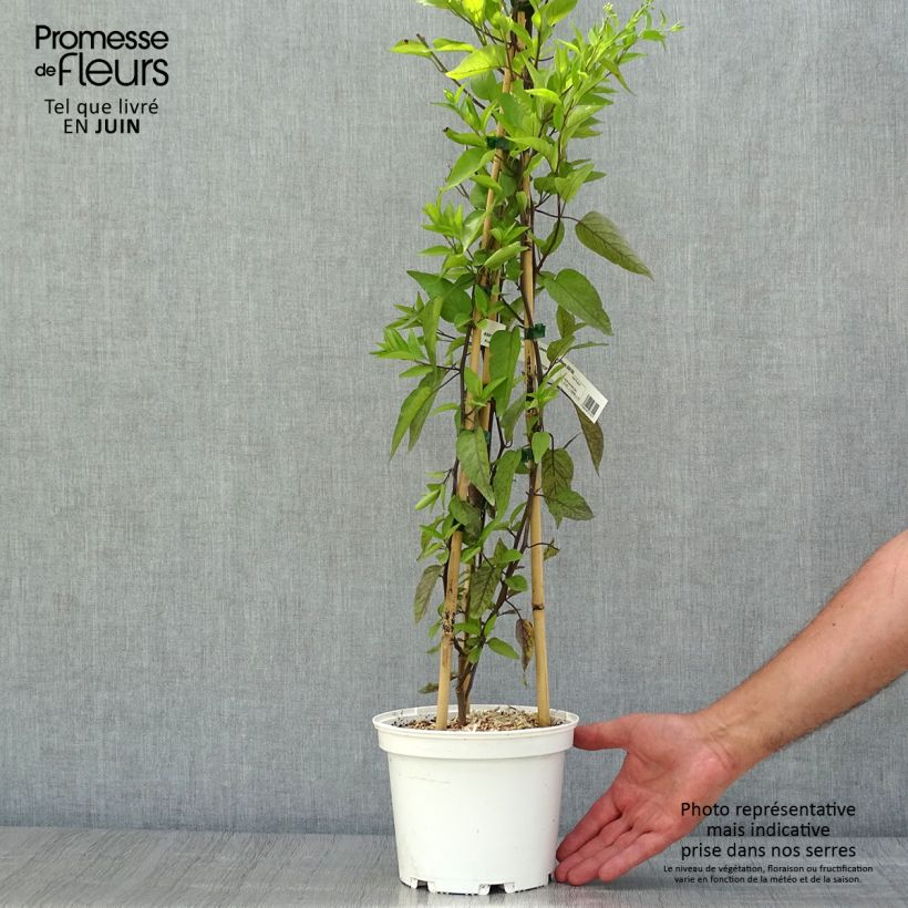 Esemplare di Solanum jasminoides Album Vaso da 2L/3L consegnato in estate