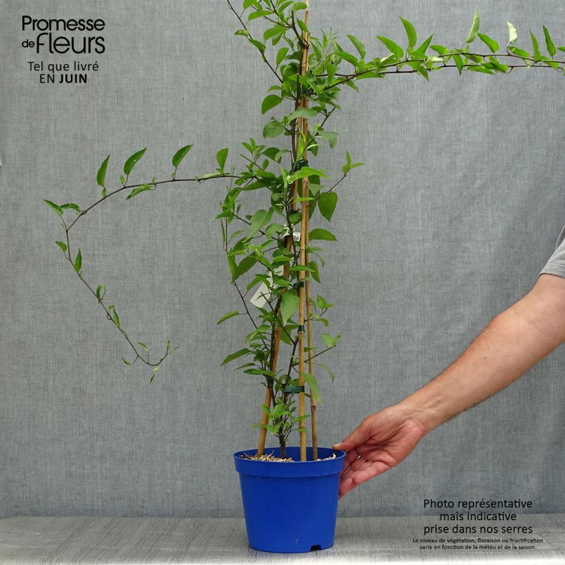 Esemplare di Solanum jasminoides Blue Vaso da 2L/3L consegnato in estate