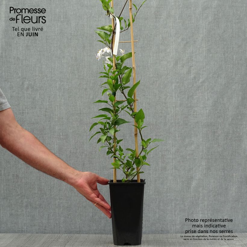 Esemplare di Solanum jasminoides - Gelsomino di notte Vaso da 2L/3L consegnato in estate