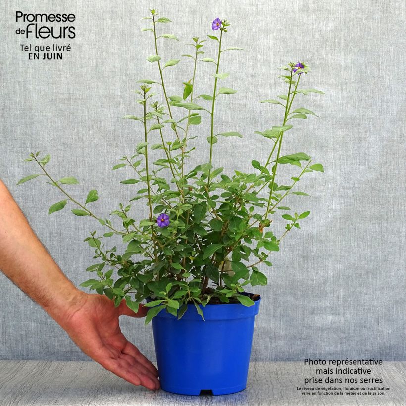 Esemplare di Solanum rantonnetii Vaso da 3L/4L consegnato in estate