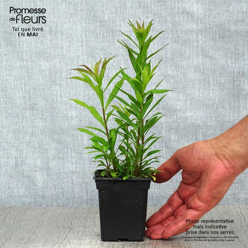 Solidago canadensis Gold King - Verga d'oro del Canadà Vasetto da 7/8 cm esemplare consegnato in primavera
