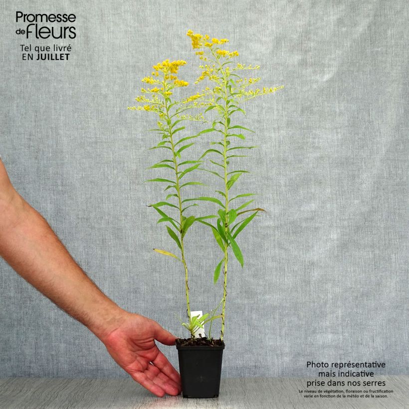 Esemplare di Solidago Golden Mosa - Verga d'oro Vasetto da 8/9 cm consegnato in estate