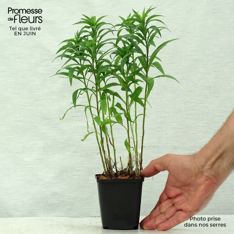 Esemplare di Solidago Spatgold - Verga d'oro Vasetto da 8/9 cm consegnato in estate