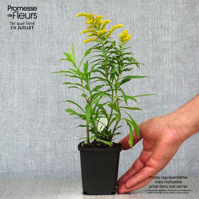 Esemplare di Solidago Strahlenkrone - Verga d'oro Vasetto da 8/9 cm consegnato in estate