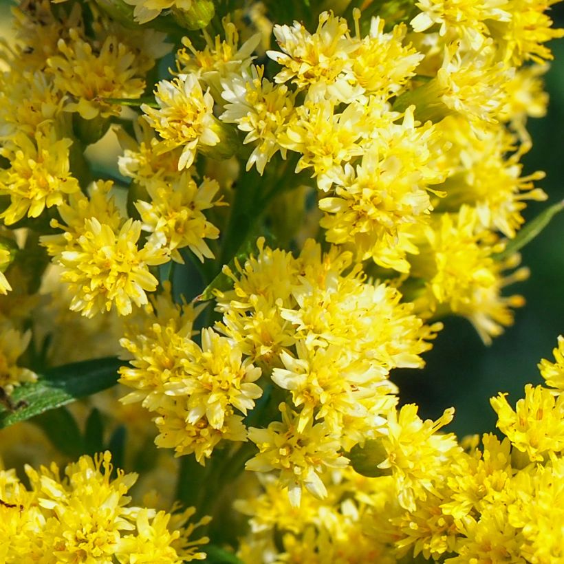 Solidago canadensis Golden Baby - Verga d'oro del Canadà (Fioritura)
