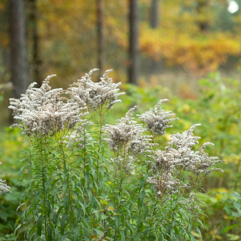 Solidago canadensis Golden Baby - Verga d'oro del Canadà (Porto)
