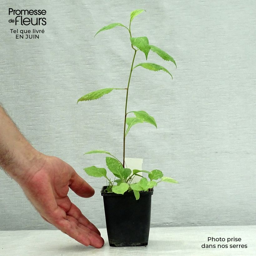 Esemplare di Solidago flexicaulis Variegata - Verga d'oro Vasetto da 8/9 cm consegnato in estate