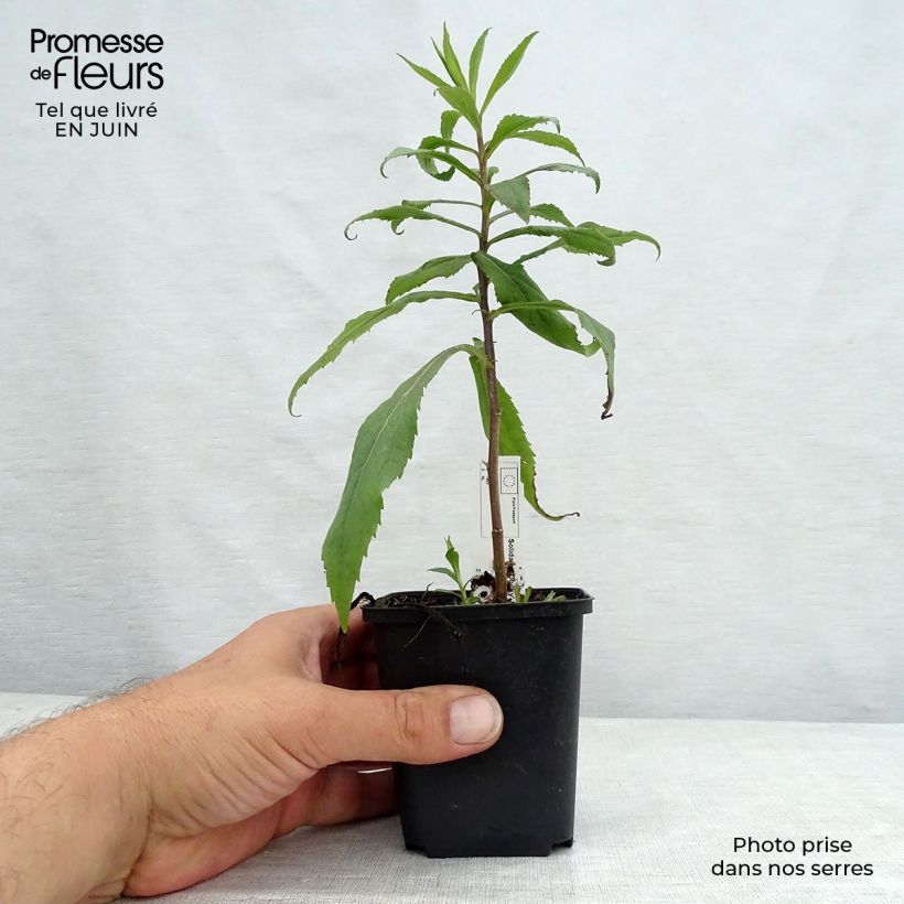 Esemplare di Solidago Ducky - Verga d'oro Vasetto da 8/9 cm consegnato in estate