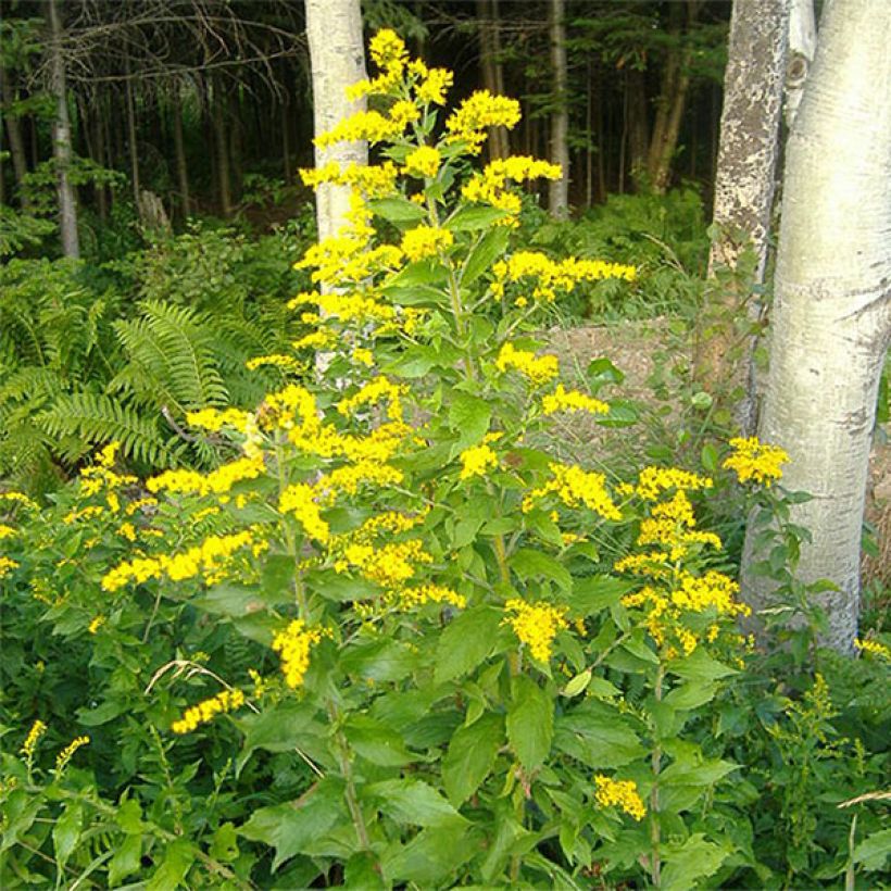 Solidago rugosa - Verga d'oro (Fioritura)