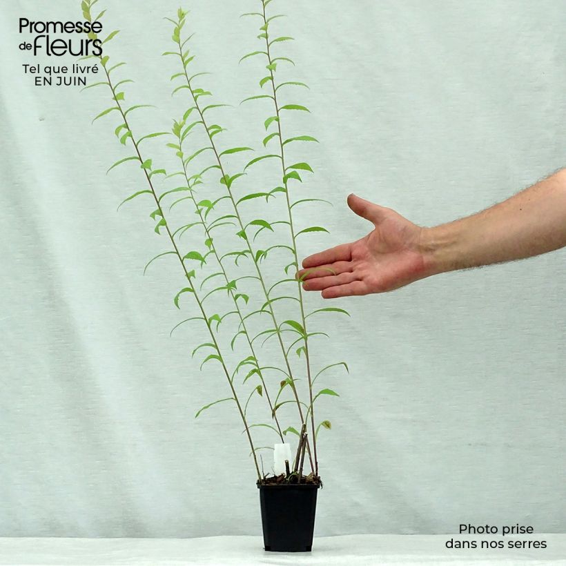 Esemplare di Solidago rugosa - Verga d'oro Vasetto da 8/9 cm consegnato in estate