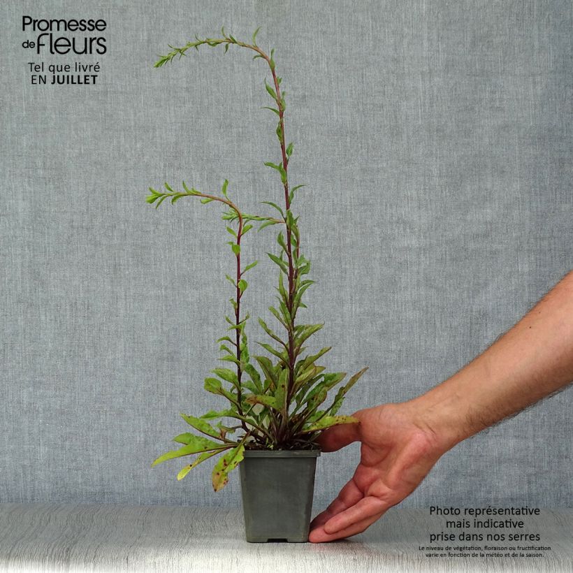 Esemplare di Solidago virgaurea - Verga d'oro comune Vasetto da 8/9 cm consegnato in estate