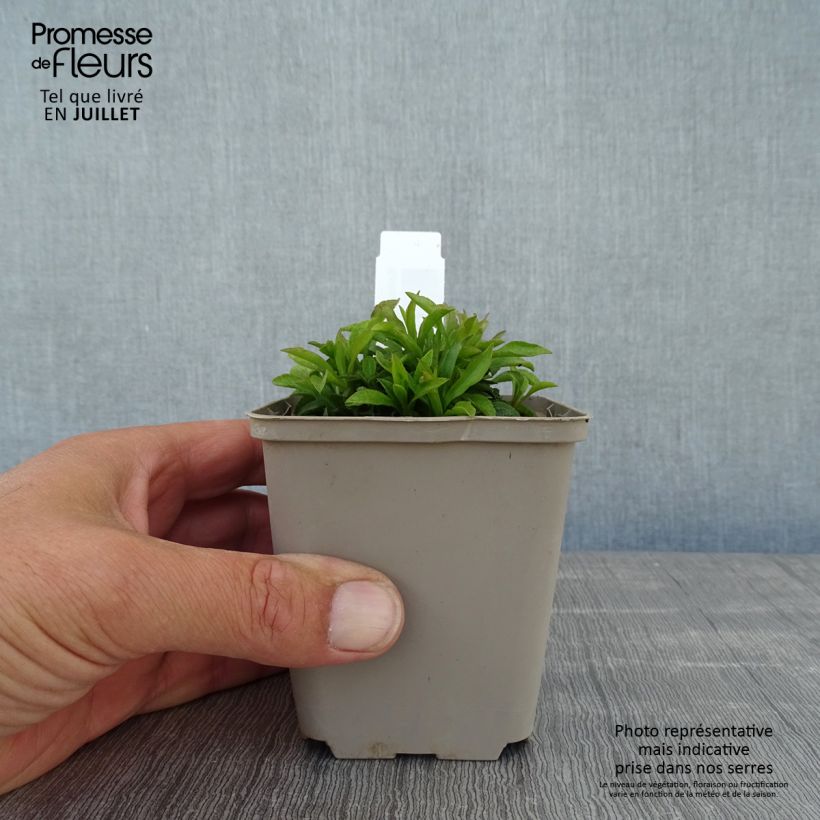 Esemplare di Solidago virgaurea Minutissima - Verga d'oro comune Vasetto da 8/9 cm consegnato in estate