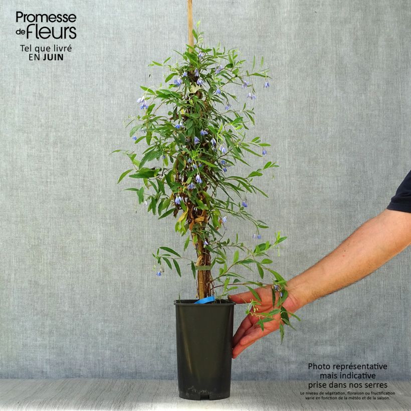 Esemplare di Sollya heterophylla - Australian Bluebell Vaso da 3L/4L consegnato in estate