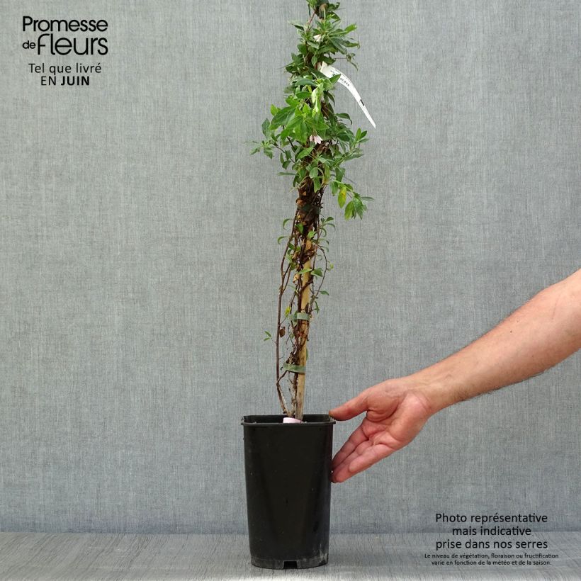 Esemplare di Sollya heterophylla Rosea Vaso da 3L/4L consegnato in estate