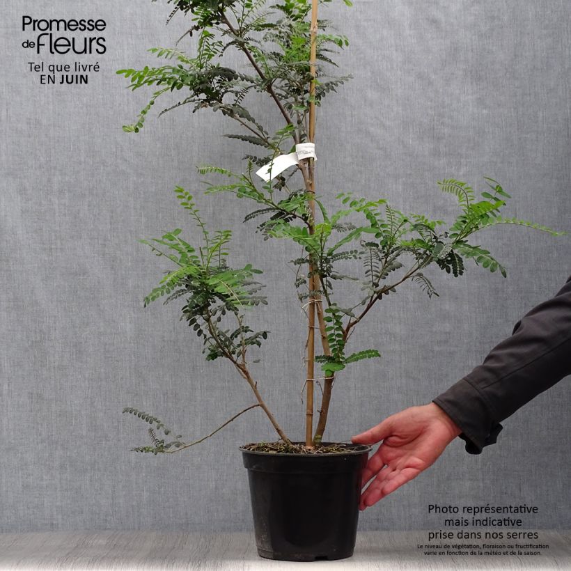 Esemplare di Sophora microphylla Sun King Vaso da 2L/3L consegnato in estate