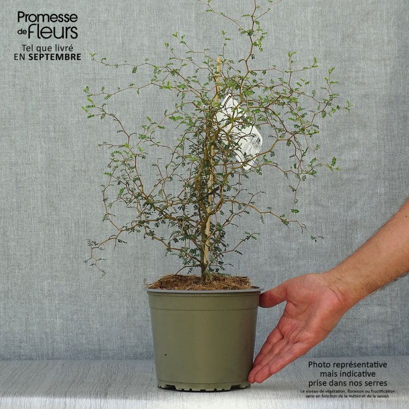 Esemplare di Sophora prostrata Little Baby - Sofora nano Vaso da 1,5L/2L come consegnato in autunno