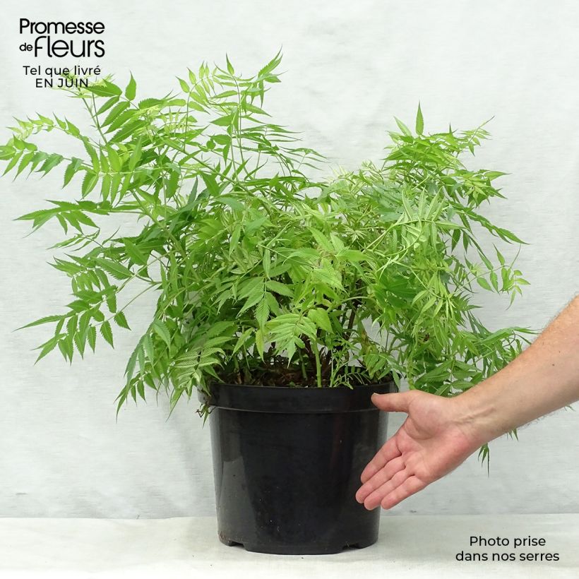Esemplare di Sorbaria sorbifolia Sem Vaso da 7,5L/10L consegnato in estate