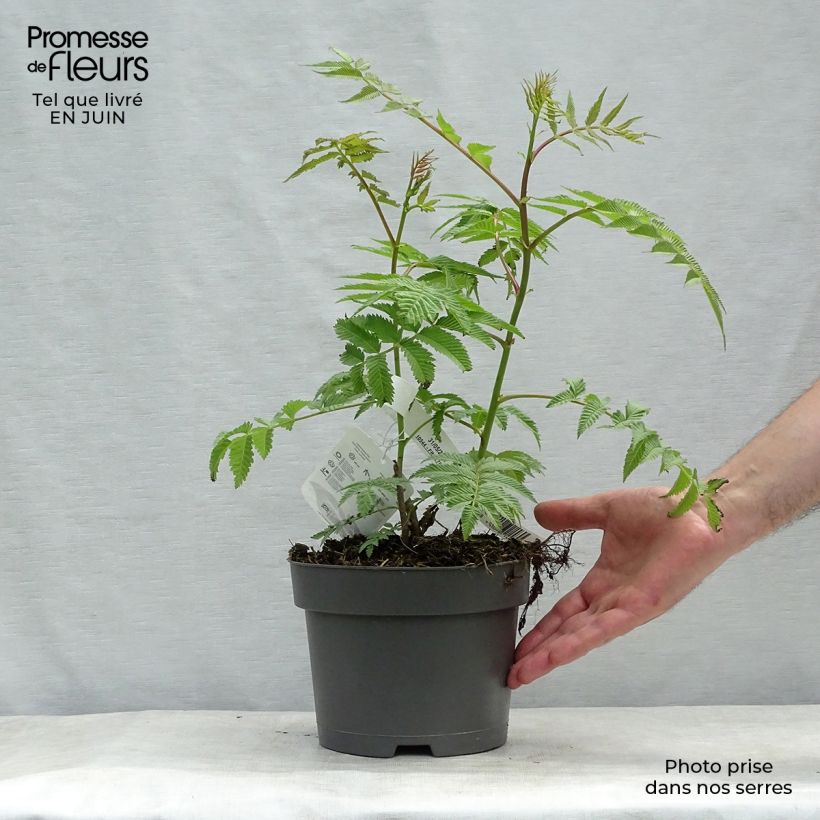 Esemplare di Sorbaria sorbifolia Sem Vaso da 2L/3L consegnato in estate