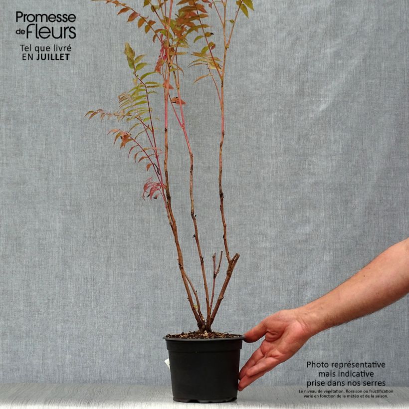 Esemplare di Sorbaria sorbifolia - Falsa spirea Vaso da 2L/3L consegnato in estate