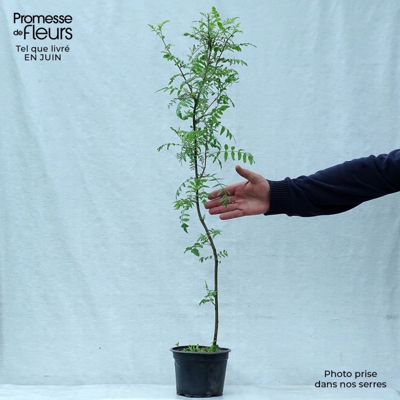 Esemplare di Sorbus aucuparia - Sorbo degli uccellatori Vaso da 2L/3L consegnato in estate