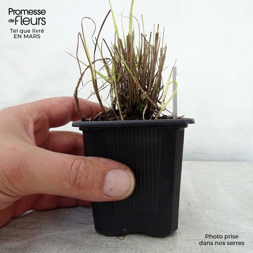 Sorghastrum nutans - Herbe des indiens Godet de 9cm esemplare consegnato in primavera