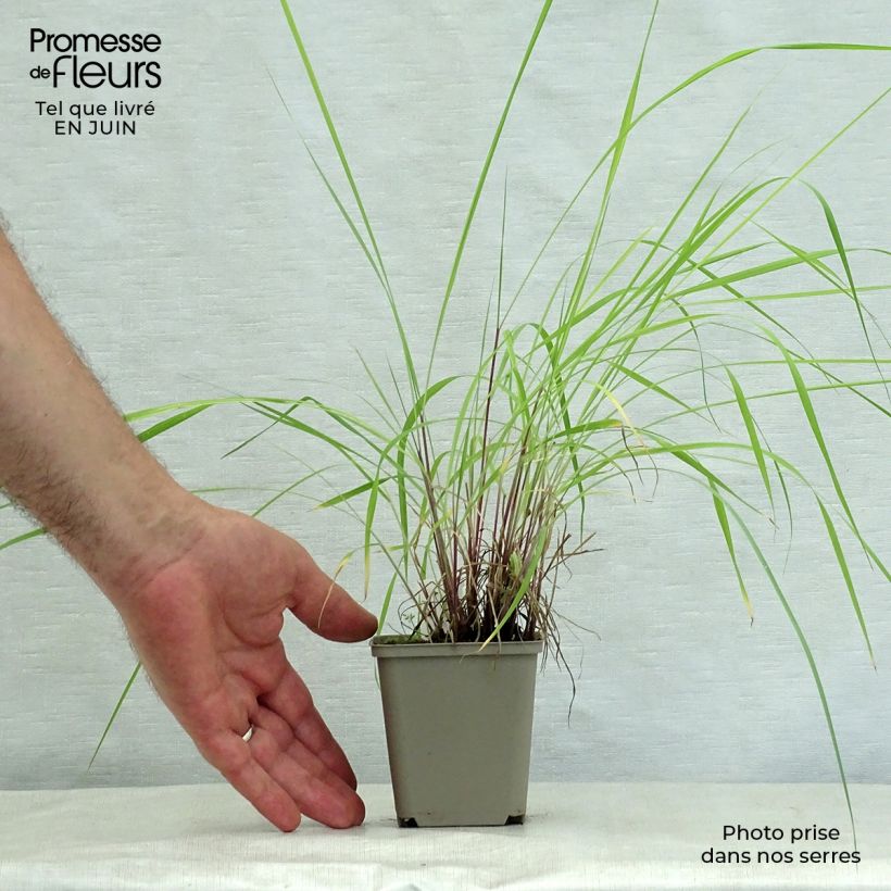 Esemplare di Sorghastrum nutans Sioux Blue Vasetto da 8/9 cm consegnato in estate