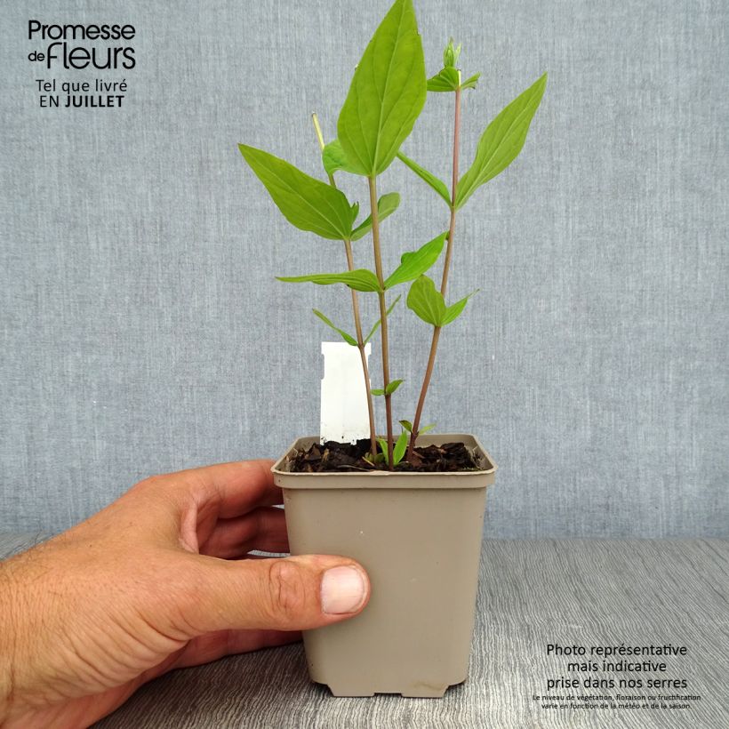 Esemplare di Spigelia marilandica Spigelia marilandica Vasetto da 8/9 cm consegnato in estate