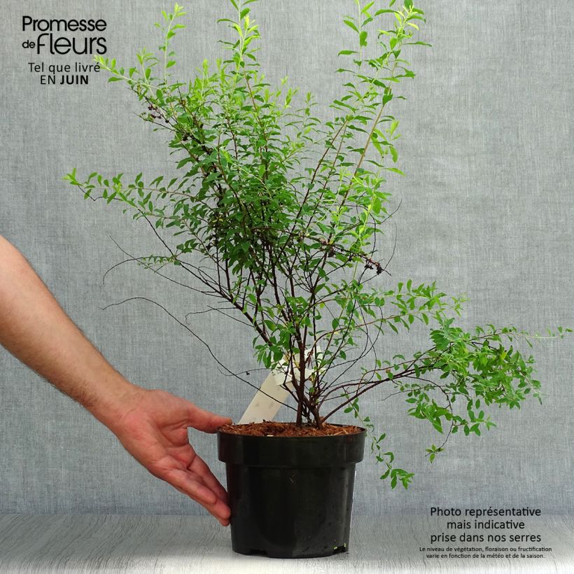 Esemplare di Spirea arguta Alba Vaso da 3L/4L consegnato in estate