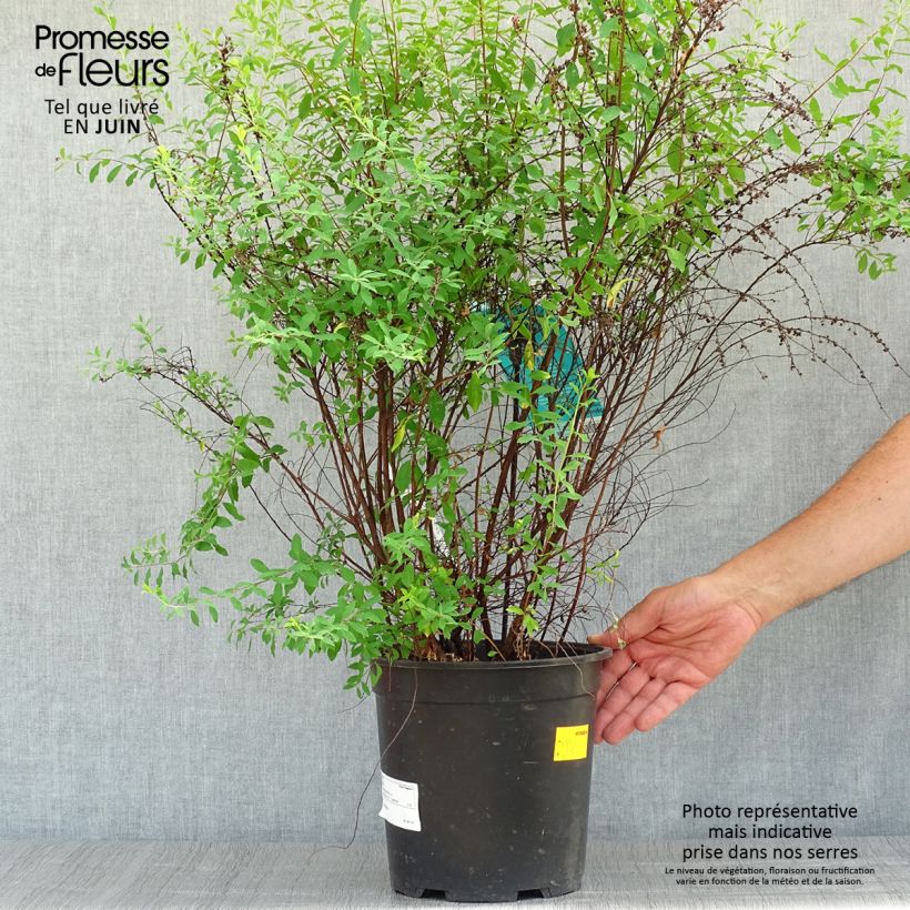 Esemplare di Spirea arguta Alba Vaso da 7,5L/10L consegnato in estate