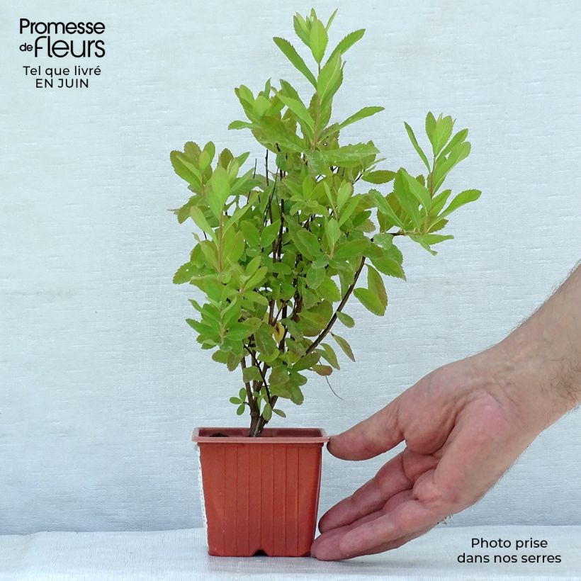 Esemplare di Spirea billiardii Vasetto da 8/9 cm consegnato in estate