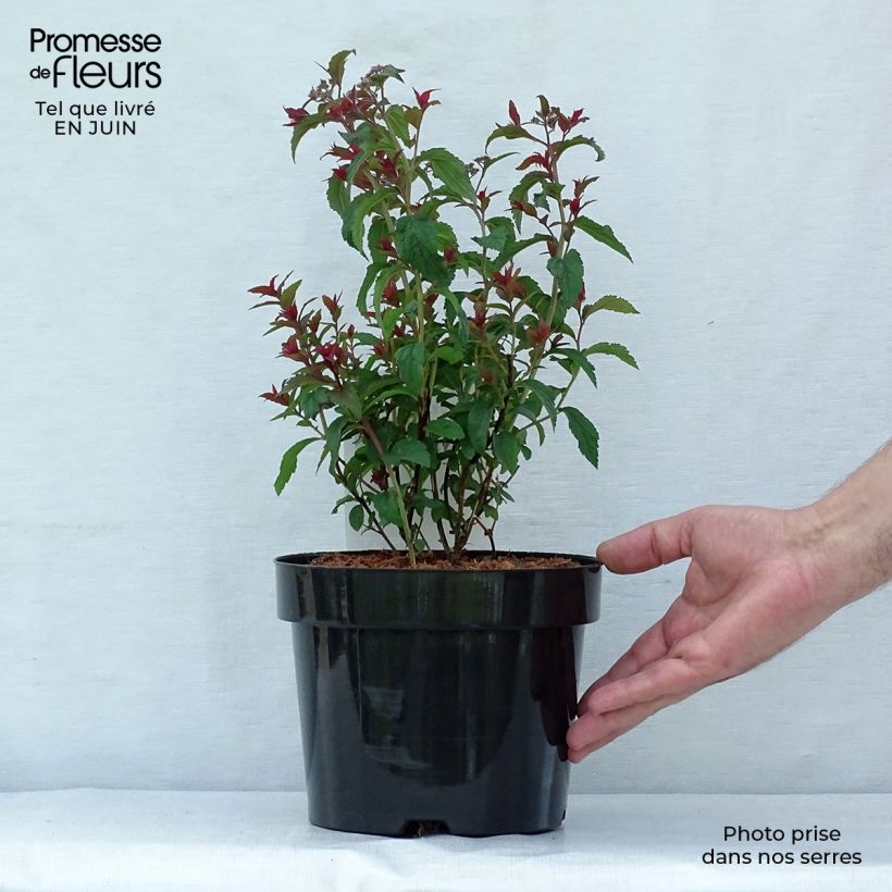 Esemplare di Spirea bumalda Superstar Vaso da 3L/4L consegnato in estate