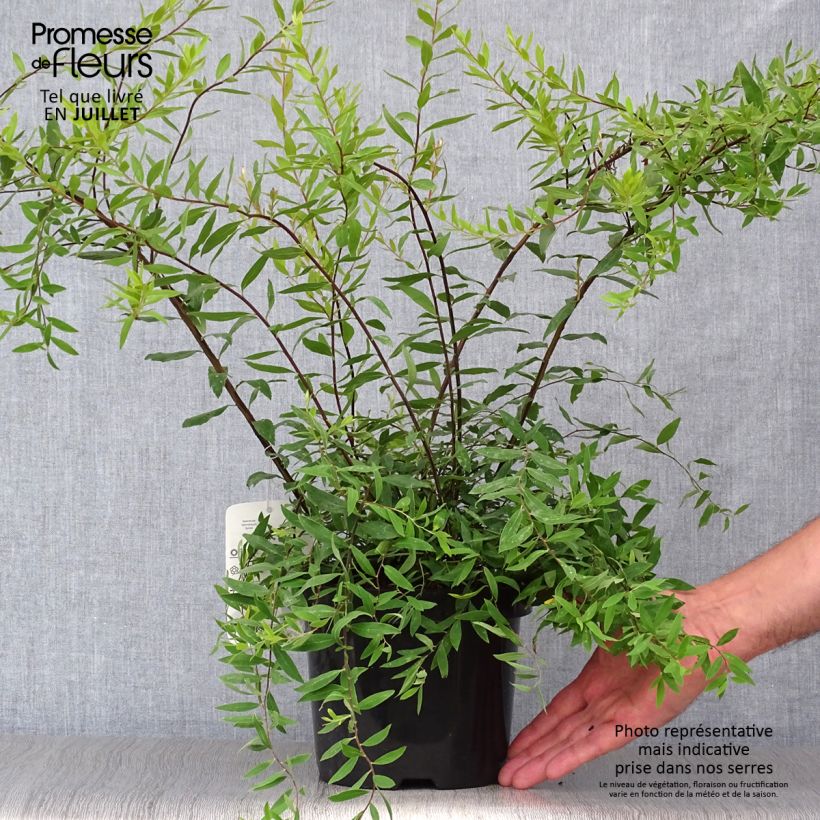 Esemplare di Spirea cinerea Graciosa Vaso da 2L/3L consegnato in estate