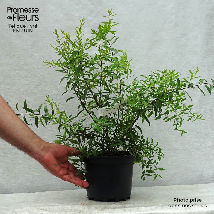 Esemplare di Spirea cinerea Grefsheim Vaso da 3L/4L consegnato in estate