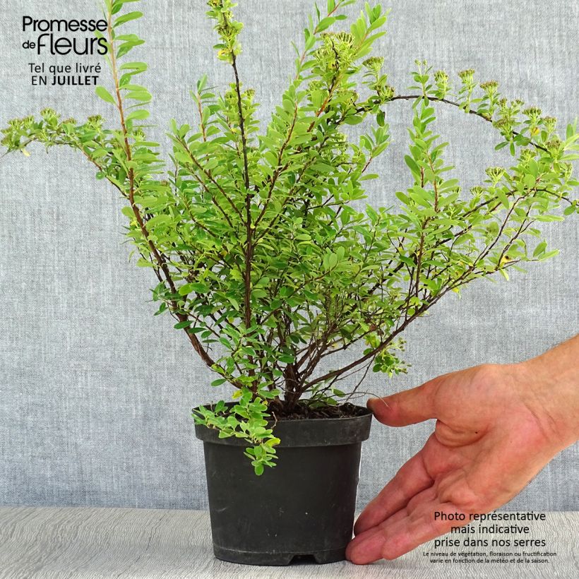 Esemplare di Spirea nipponica Snowmound Vaso da 1L/1,5L consegnato in estate
