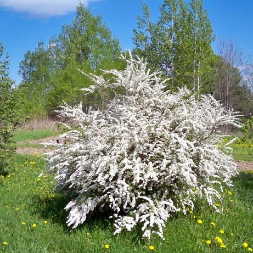 Spirea prunifolia (Porto)