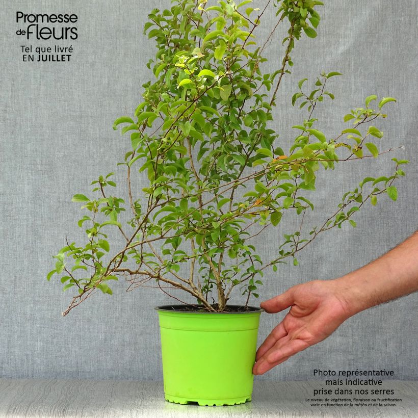 Esemplare di Spirea prunifolia Plena Vaso da 2L/3L consegnato in estate