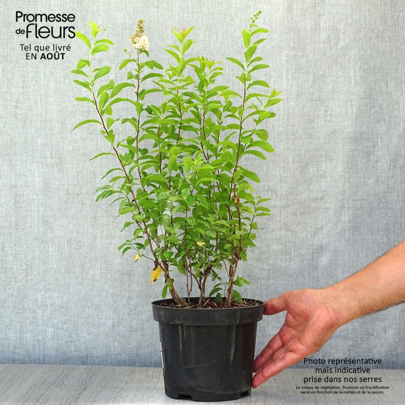 Esemplare di Spirea prunifolia Vaso da 2L/3L consegnato in estate