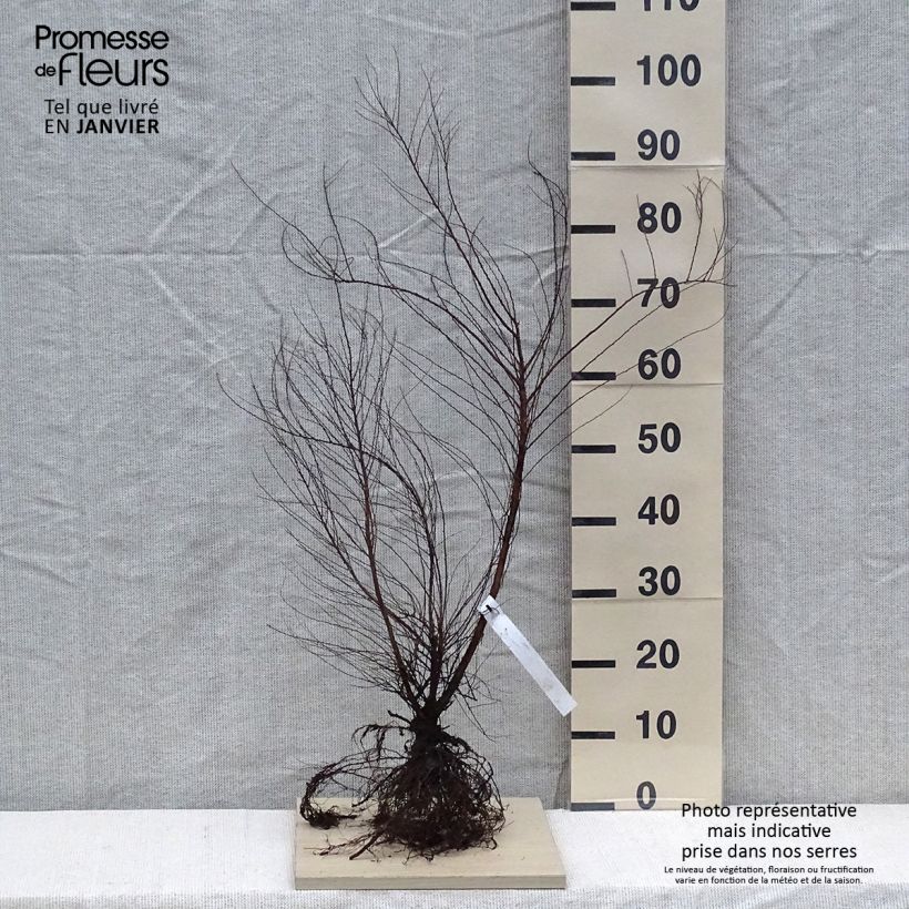 Spirea thunbergii Piante piccole a radice nuda esemplare consegnato in inverno