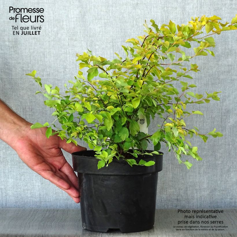 Esemplare di Spirea vanhouttei Gold Fountain - Spirea bianca Vaso da 3L/4L consegnato in estate