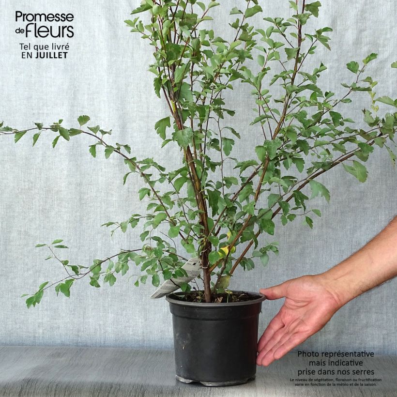 Esemplare di Spirea vanhouttei - Spirea bianca Vaso da 2L/3L consegnato in estate