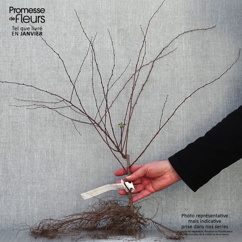 Spirea vanhouttei - Spirea bianca Piante piccole a radice nuda esemplare consegnato in inverno