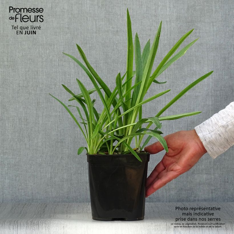 Esemplare di Spiranthes cernua var odorata Chadd's Ford Vaso da 2L/3L consegnato in estate