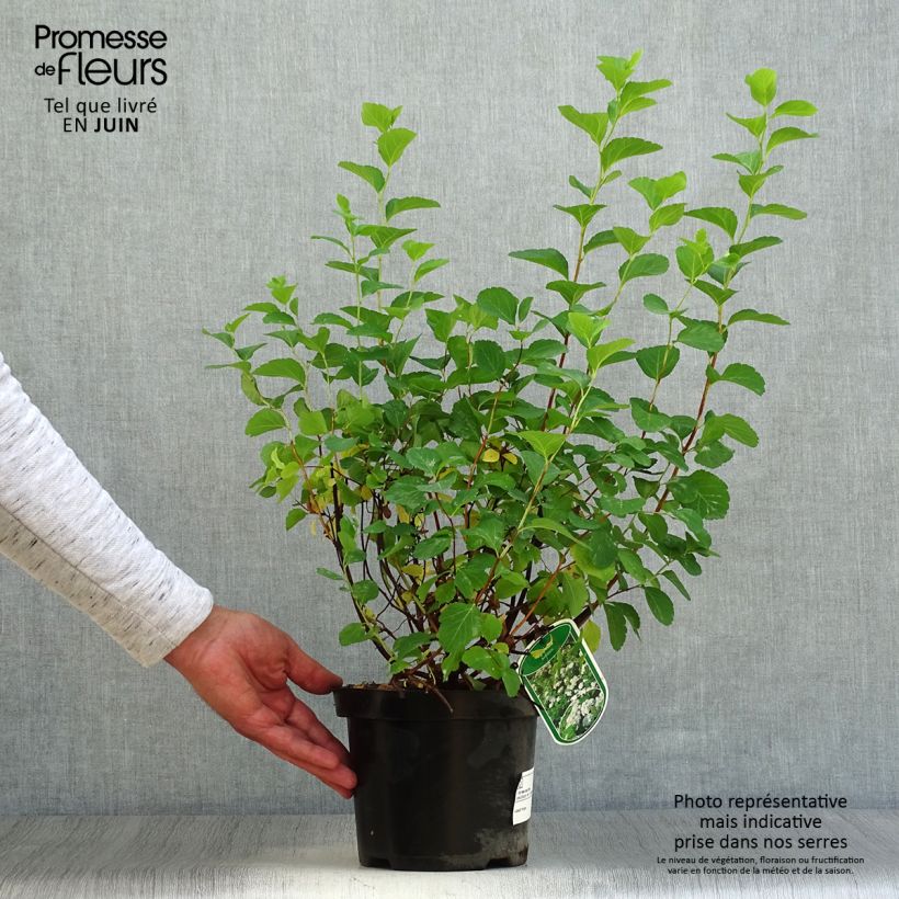Esemplare di Spirea betulifolia Tor Vaso da 3L/4L consegnato in estate