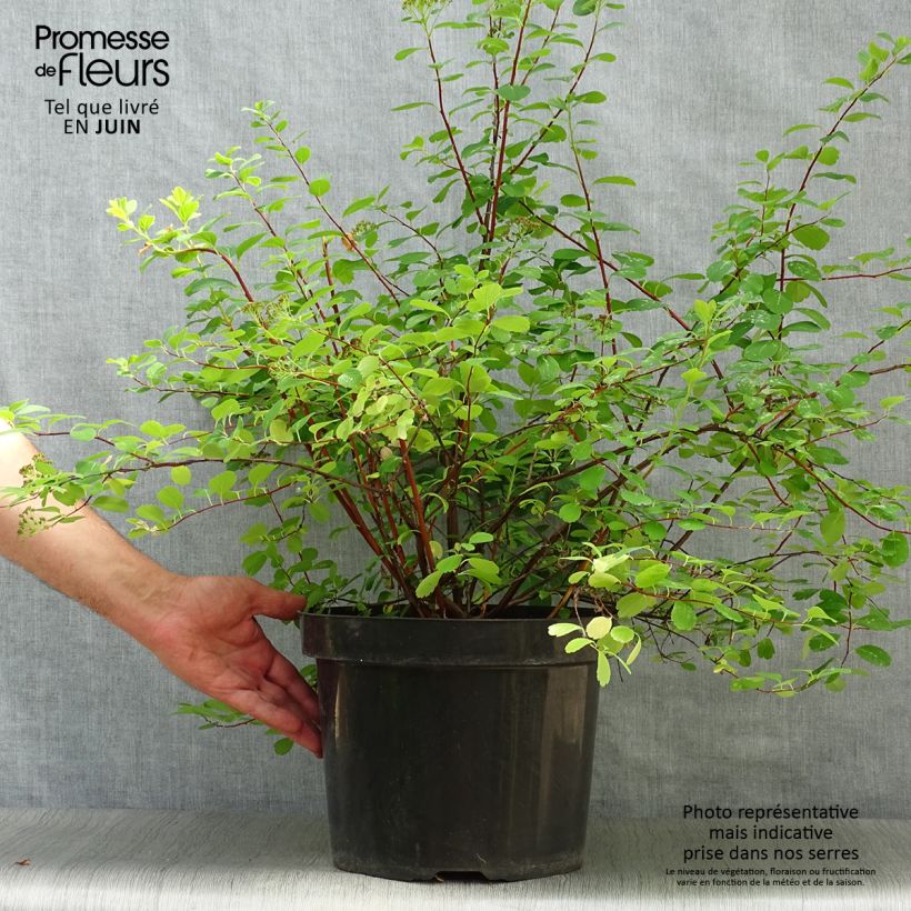 Esemplare di Spirea betulifolia Tor Vaso da 7,5L/10L consegnato in estate