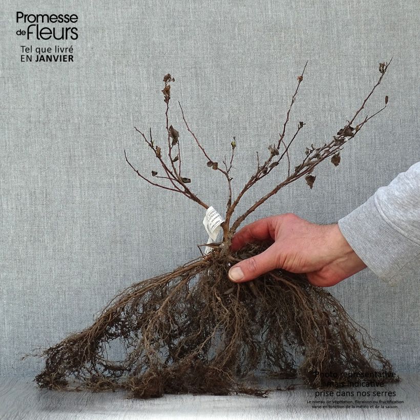 Spirea betulifolia Tor Piante piccole a radice nuda esemplare consegnato in inverno