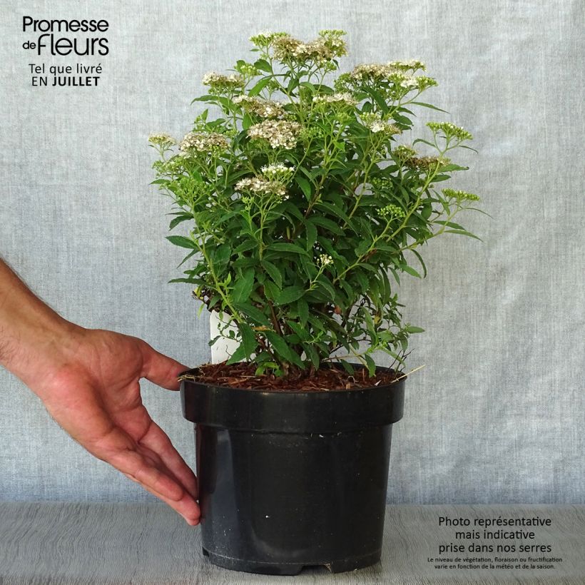 Esemplare di Spirea japonica Albiflora - Spirea del Giappone Vaso da 2L/3L consegnato in estate