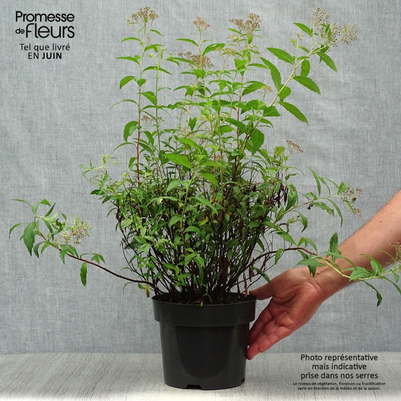Esemplare di Spirea japonica Anthony Waterer - Spirea del Giappone Vaso da 3L/4L consegnato in estate