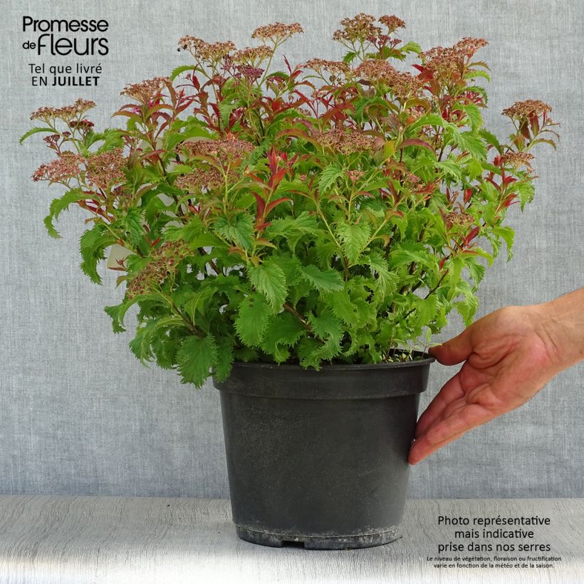 Esemplare di Spirea japonica Crispa - Spirea del Giappone Vaso da 3L/4L consegnato in estate