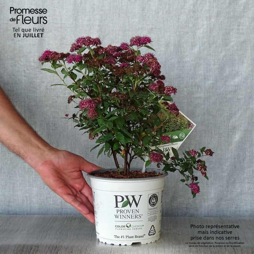 Esemplare di Spirea japonica Double Play Artist - Spirea del Giappone Vaso da 2L/3L consegnato in estate